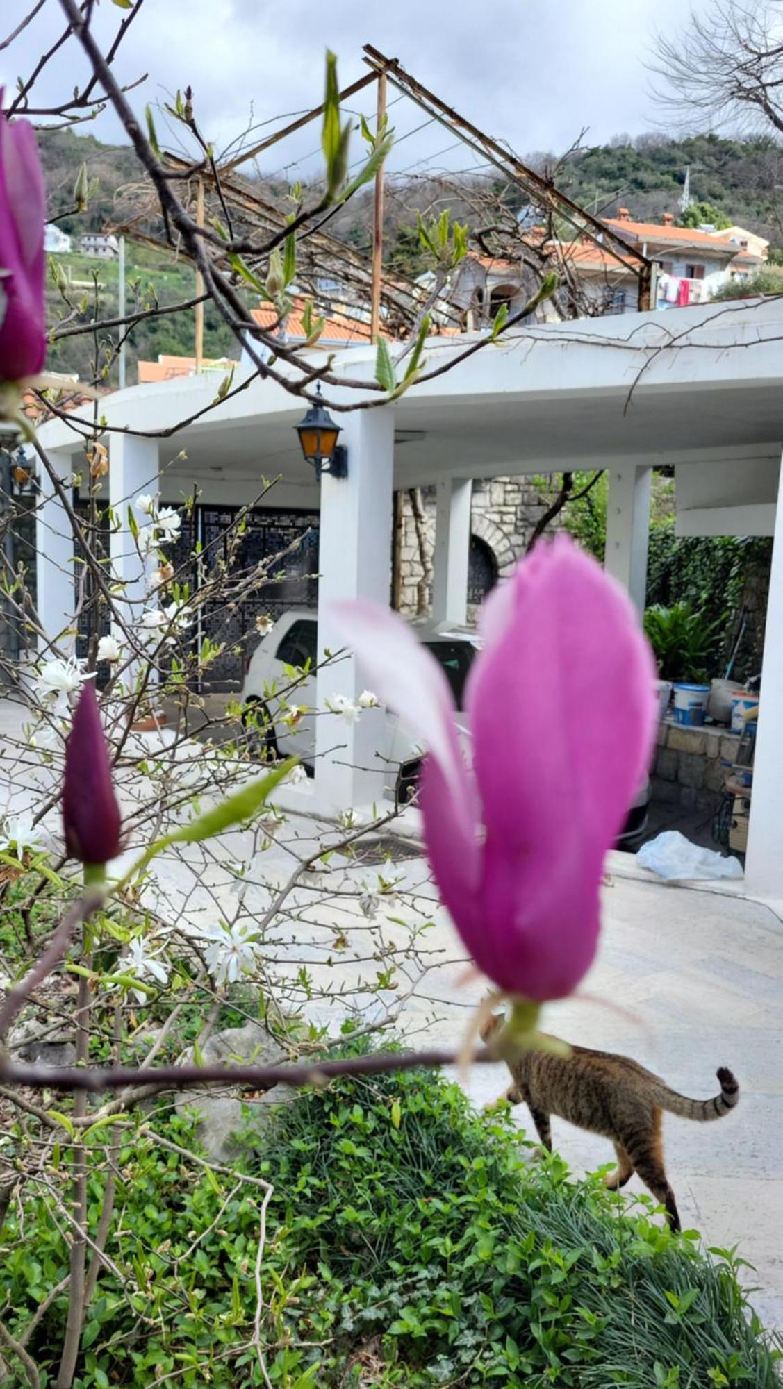 Studio Apartman Sa Pogledom Na More Meljine Luaran gambar