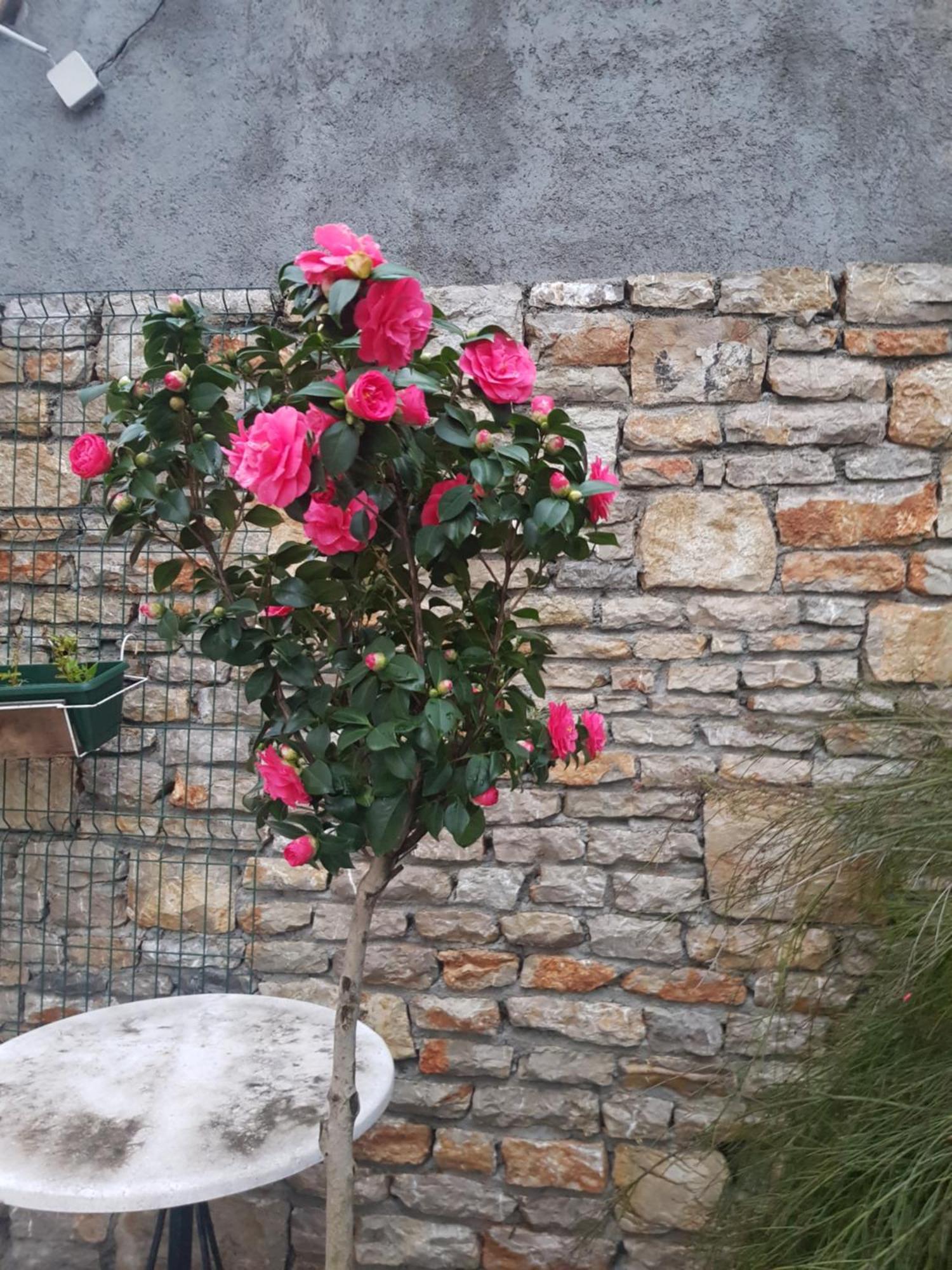 Studio Apartman Sa Pogledom Na More Meljine Luaran gambar